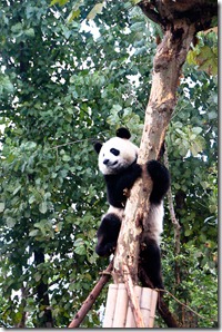 Day 70- Chengdu to Leshan. (5 of 30)